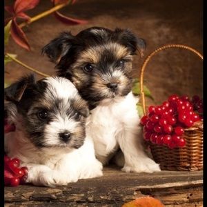 Meet your Posher, Bonnie